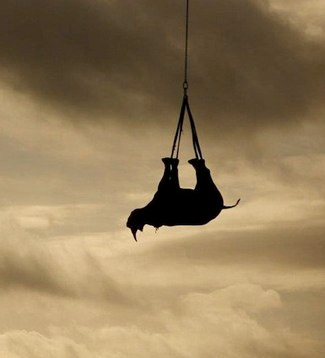 Illustration for article titled Africa's Western black rhino has been declared extinct